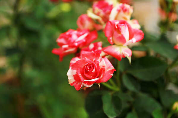 เทศกาลชมสวน 2563 อุทยานหลวงราชพฤกษ์