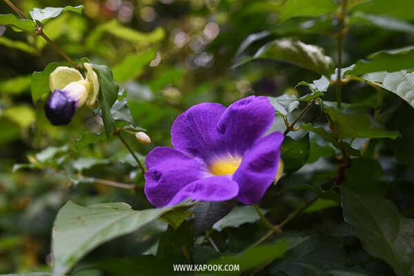 ป่าวังจันทร์