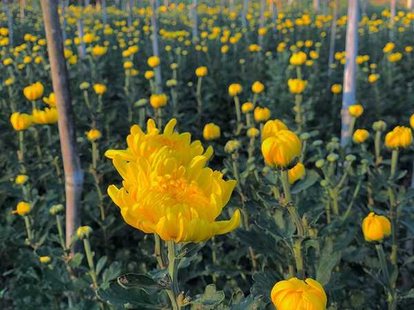 ทุ่งดอกมากาเร็ต