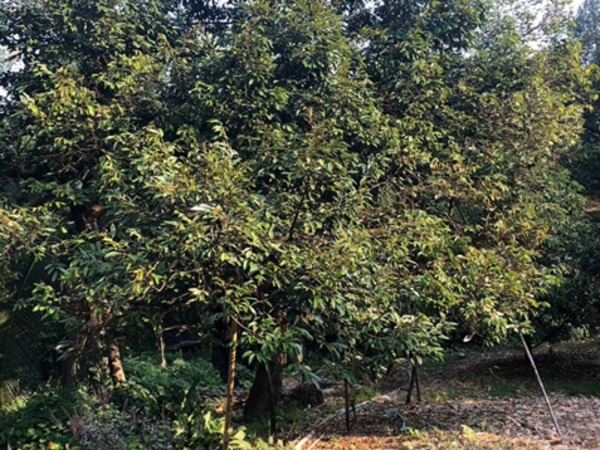 พาชมสวนทุเรียน