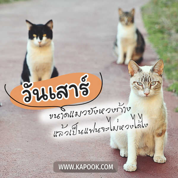 สวัสดีวันเสาร์