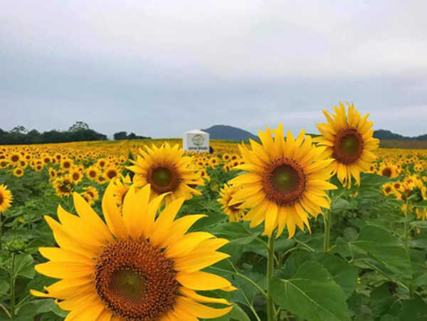 ทุ่งทานตะวัน ไร่มณีศร เขาใหญ่