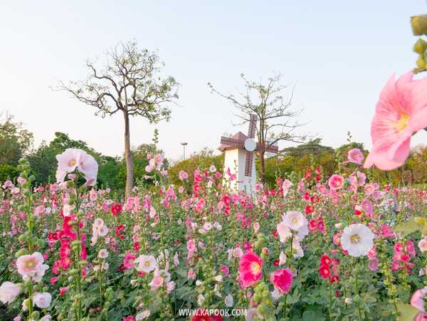 ทุ่งดอกฮอลลี่ฮ็อค สวนจตุจักร