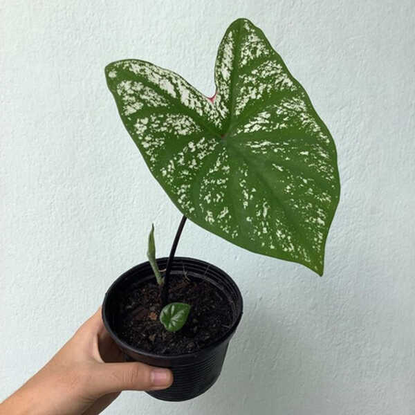 บอนสีอิเหนา