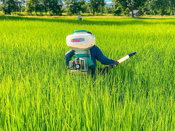 นาข้าวปลอดภัย