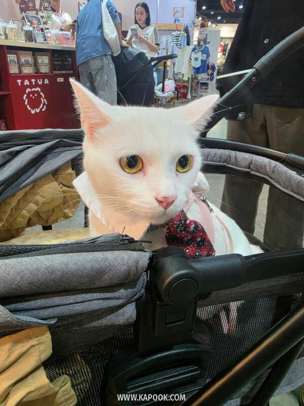 งาน Pet Expo Championship 2026