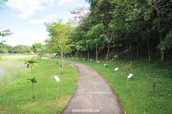 ป่าวังจันทร์