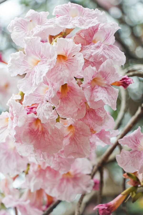 ชมพูพันธุ์ทิพย์ สวนจตุจักร 2569