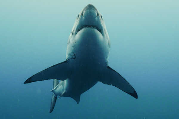 หนัง The Reef Stalked ครีบพิฆาต