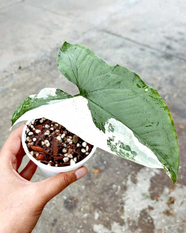 Woods Moods Plants Store