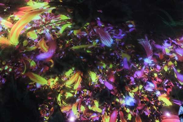 teamLab Planets TOKYO