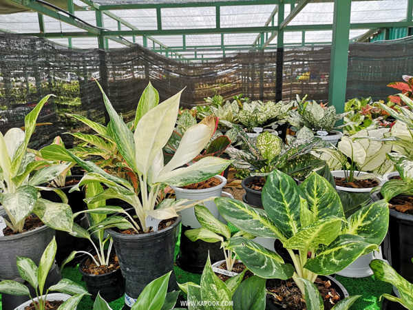 เที่ยวปทุมธานี