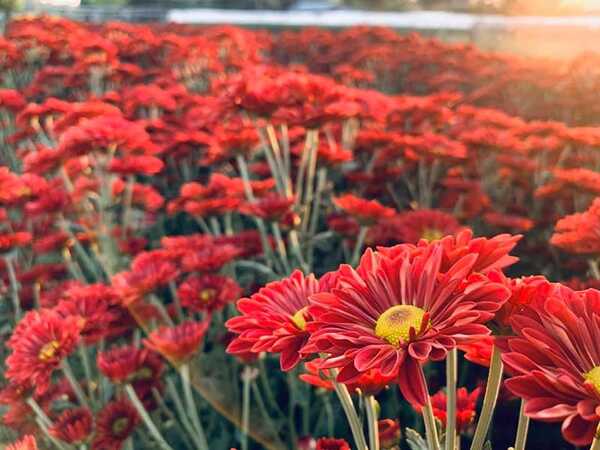 สวนดอกไม้พ่อหลวงชัชร์ เชียงใหม่