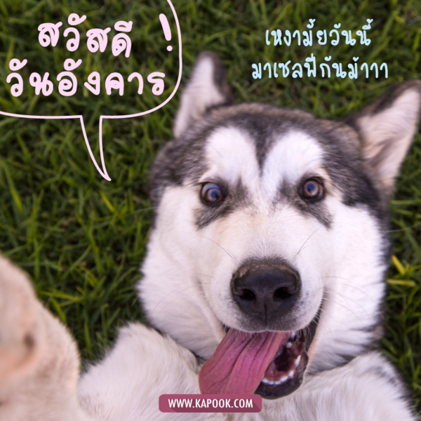 สวัสดีวันอังคาร เหงามั้ยวันนี้ มาเซลฟี่กันม้าาา