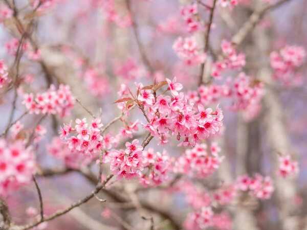 ภูลมโล