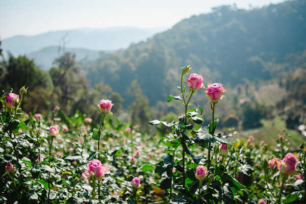 Chiang Mai Blooms 2022