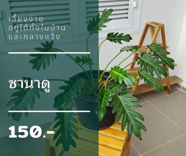Jungle Vibes Korat