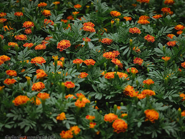 งานสีสรรพรรณไม้ เทิดไท้บรมราชินีนาถ ครั้งที่ 18 