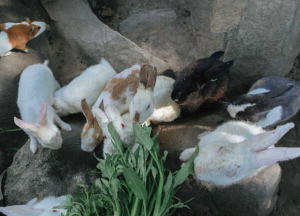 เชียงคาน  