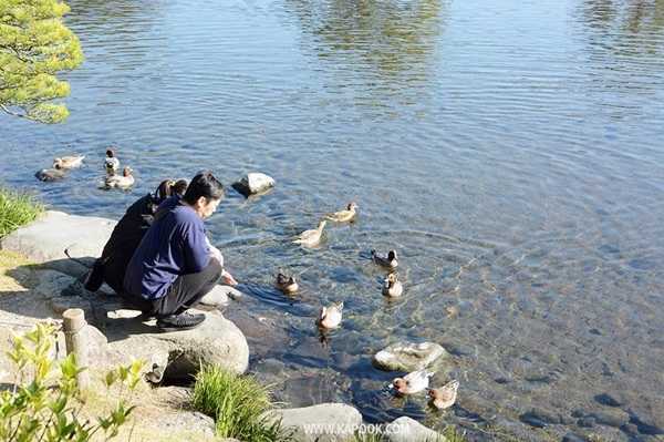 เที่ยวคุมาโมโตะ ญี่ปุ่น