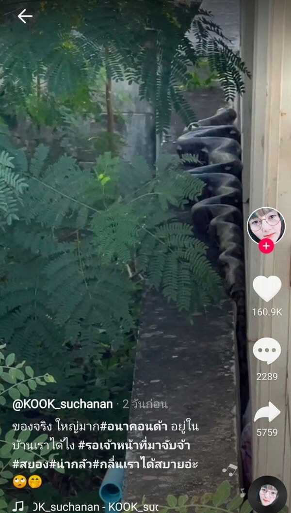 งูยักษ์ คลองสามวา