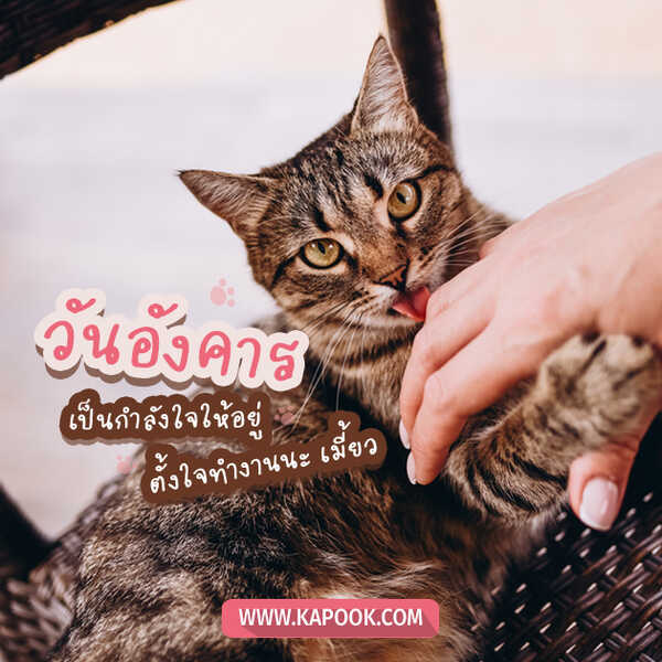 สวัสดีวันอังคาร