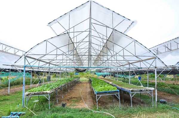 นวัตกรรมการเกษตร ปลูกพืชเมืองหนาว