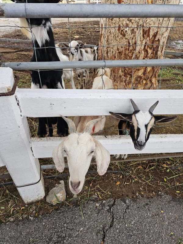 Swiss Sheep Farm