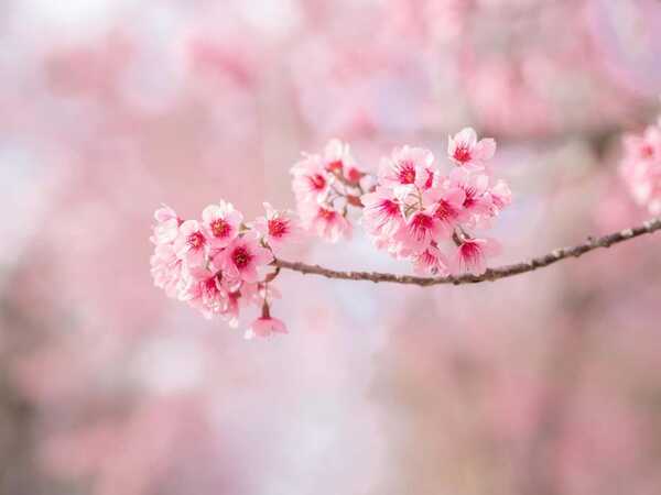 ภูลมโล