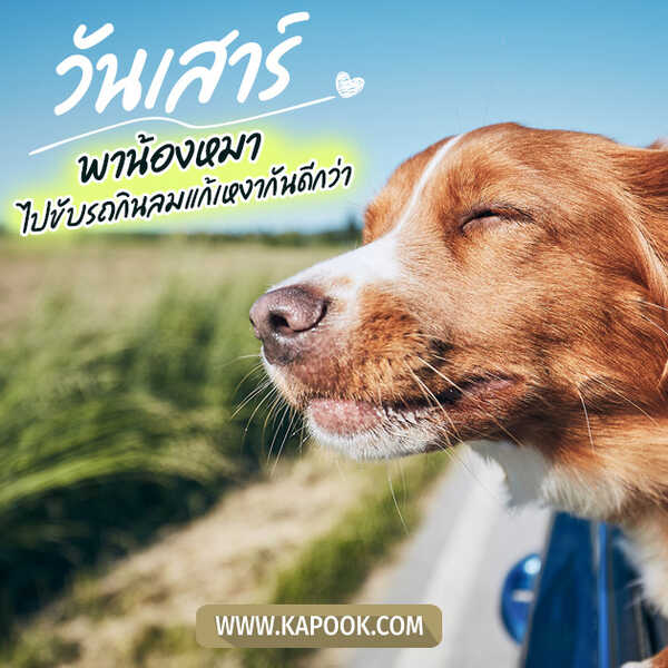 วันเสาร์ พาน้องหมาไปขับรถรับลมแก้เหงากันดีกว่า