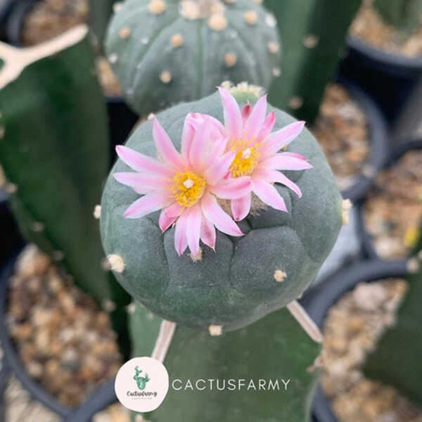 Cactusfarmy