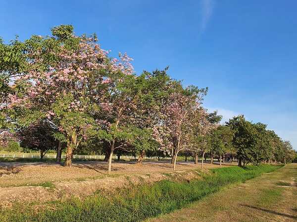 ชมพูพันธุ์ทิพย์ กำแพงแสน 2563