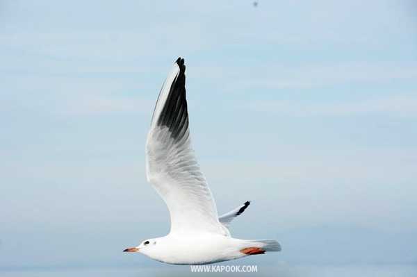 เที่ยวคุมาโมโตะ ญี่ปุ่น