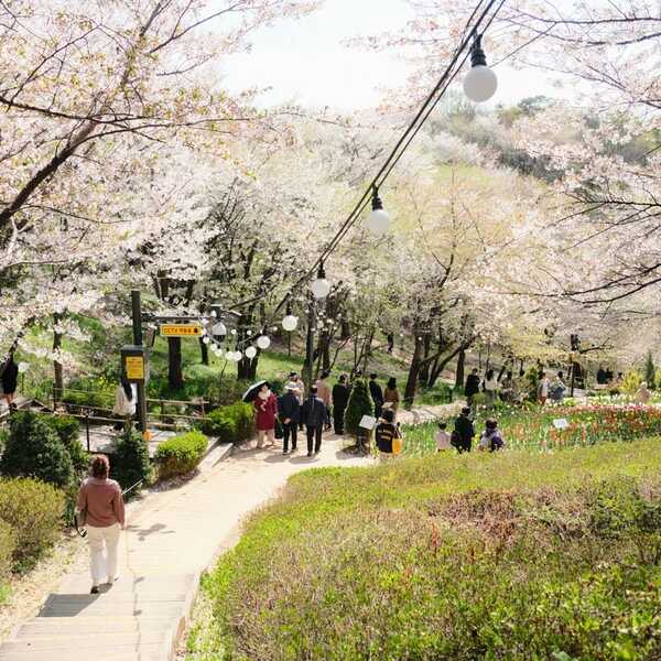Ansan Cherry Blossom Walkway,