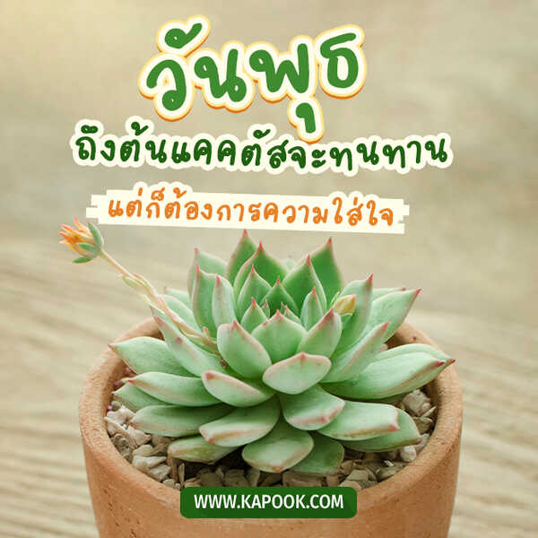 สวัสดีวันพุธ