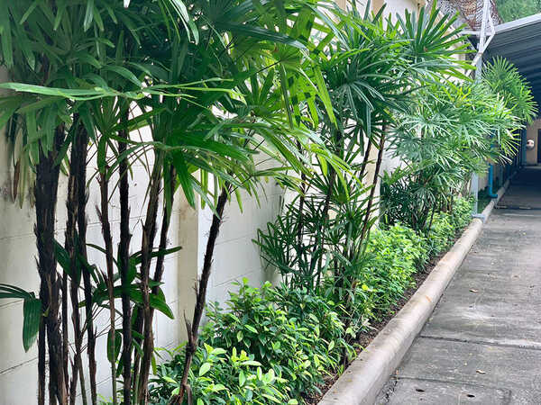 สวนนงนุช พัทยา