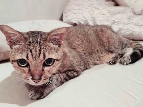 แมวเบลล่า ราณี ตาย