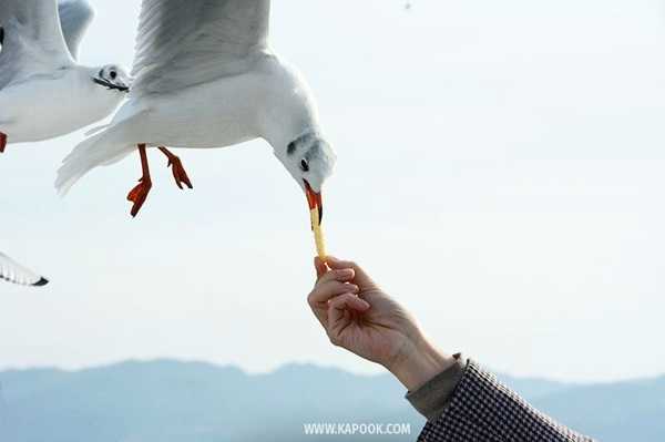 เที่ยวคุมาโมโตะ ญี่ปุ่น