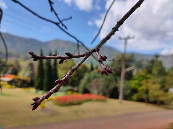 ดอกนางพญาเสือโคร่ง