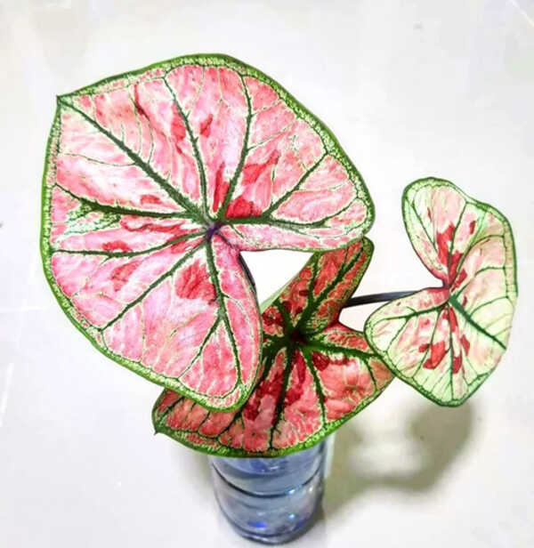 บอนสีขุมทอง 