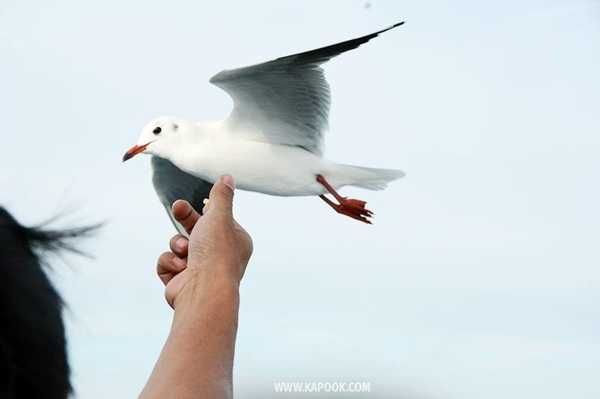 เที่ยวคุมาโมโตะ ญี่ปุ่น