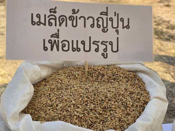 ข้าวจาปอนิกา (Japonica)
