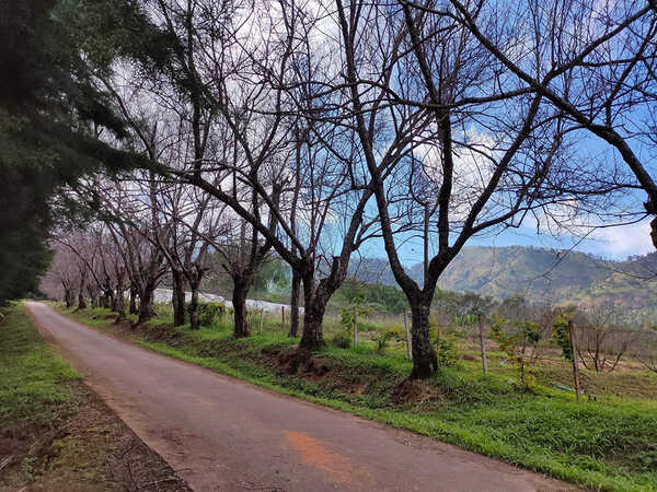 ดอกนางพญาเสือโคร่ง