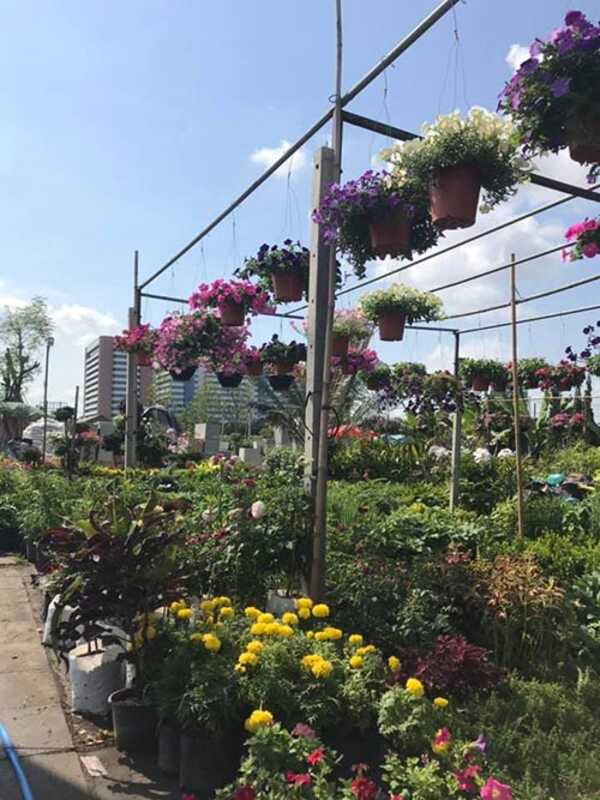 ตลาดต้นไม้