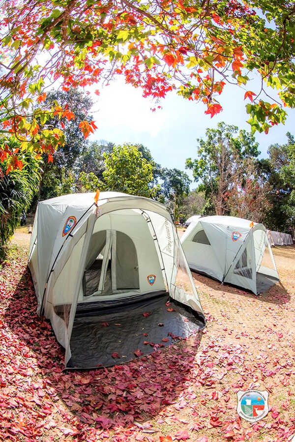 ใบเมเปิล ก่วมแดง 2568/2569 อุทยานแห่งชาติภูหินร่องกล้า