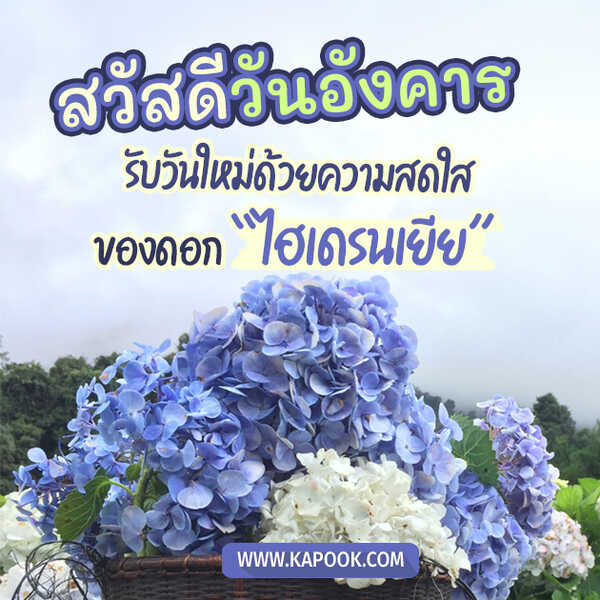 สวัสดีวันอังคาร รับวันใหม่ด้วยความสดใสของดอก