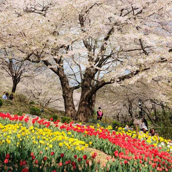 Ansan Cherry Blossom Walkway,