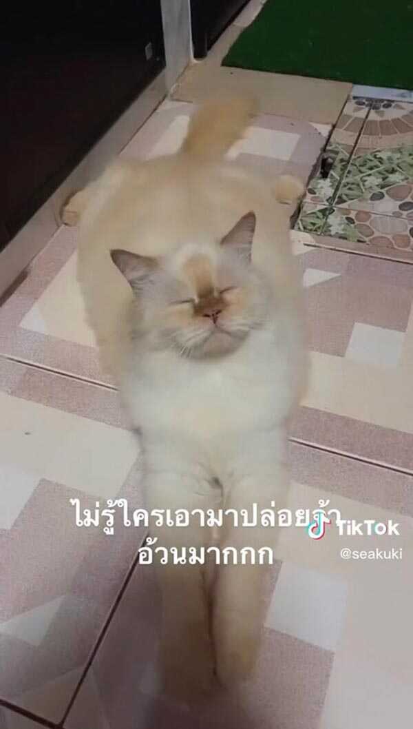 ช่วยแมวถูกทิ้ง