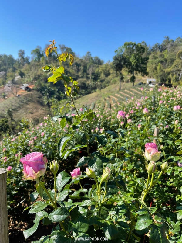 Chiang Mai Blooms 2022
