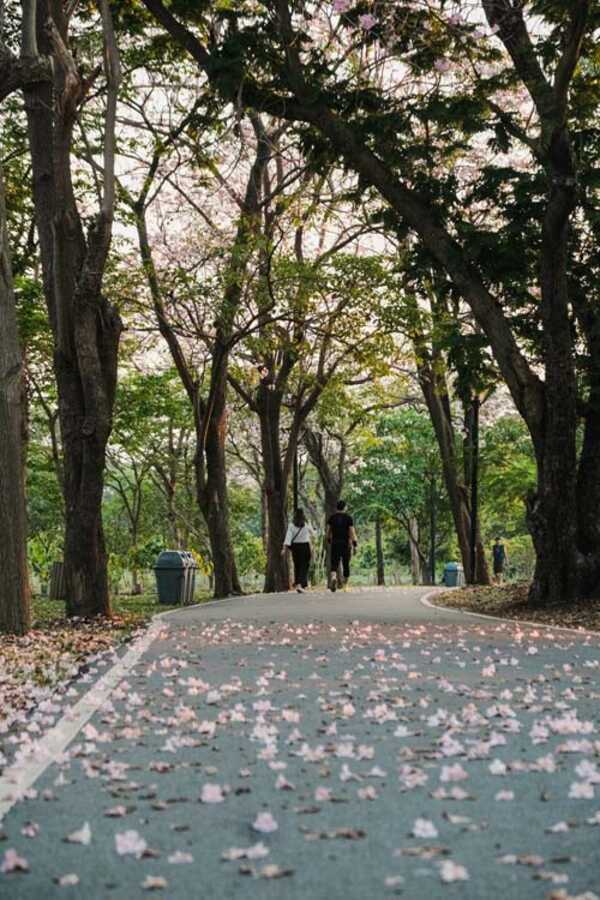 ชมพูพันธุ์ทิพย์ สวนรถไฟ